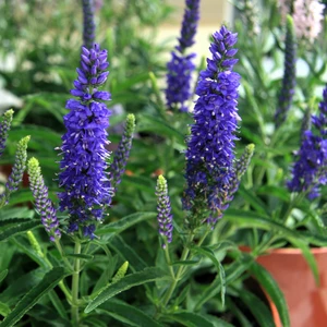 Picture Credit -  Ball Horticultural Company