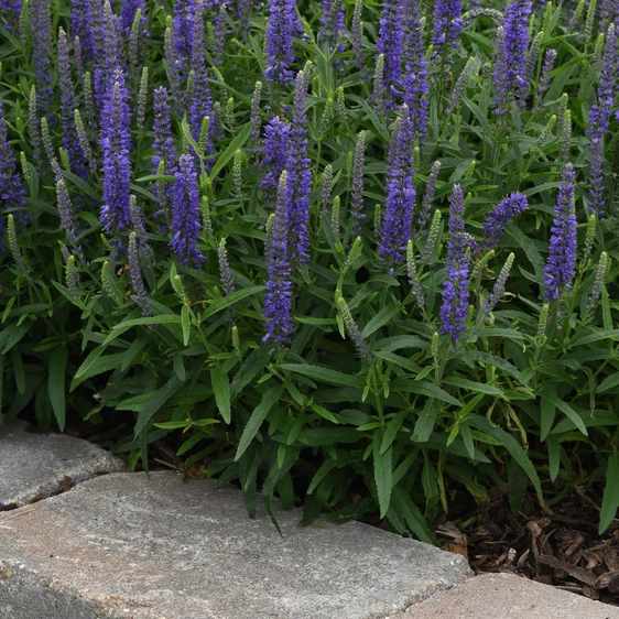 Picture Credit -  Ball Horticultural Company