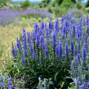 Picture Credit -  Ball Horticultural Company