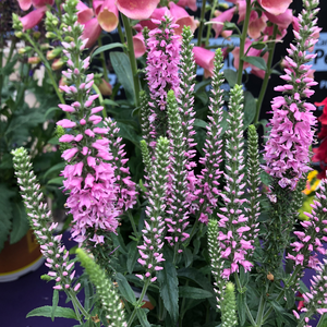 Picture - Darwins Perennials