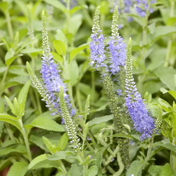 Veronica longifolia 'Nicky Lavender Blue'