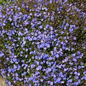 Veronica peduncularis 'Oxford Blue' 9cm