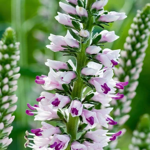 Picture Credit - Darwins Perennials