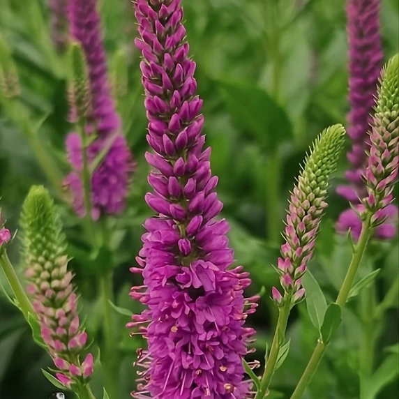 Image Credit: Bridge Nursery