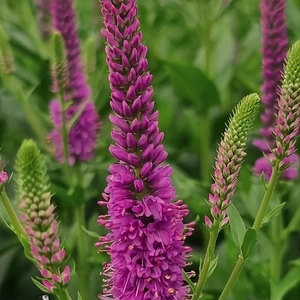 Image Credit: Bridge Nursery