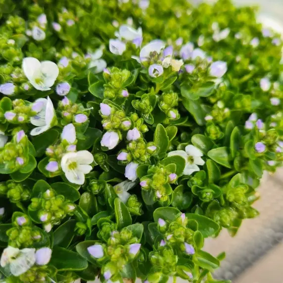 Veronica repens 9cm