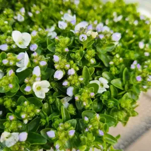 Veronica repens 9cm