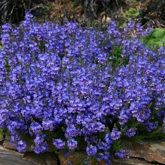 Picture - Kernock Park Plants