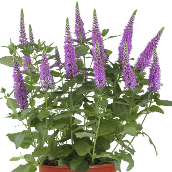 Picture - Syngenta Flowers