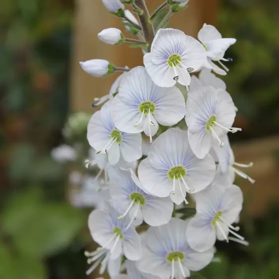 Veronica gentianoides 'Tissington White' 3L