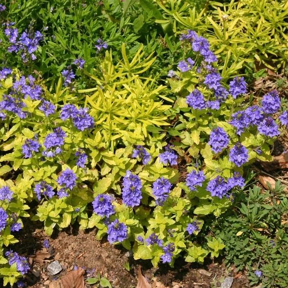 Picture - Kernock Park Plants