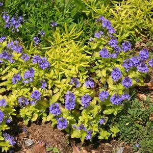 Veronica prostrata 'Trehane' 9cm