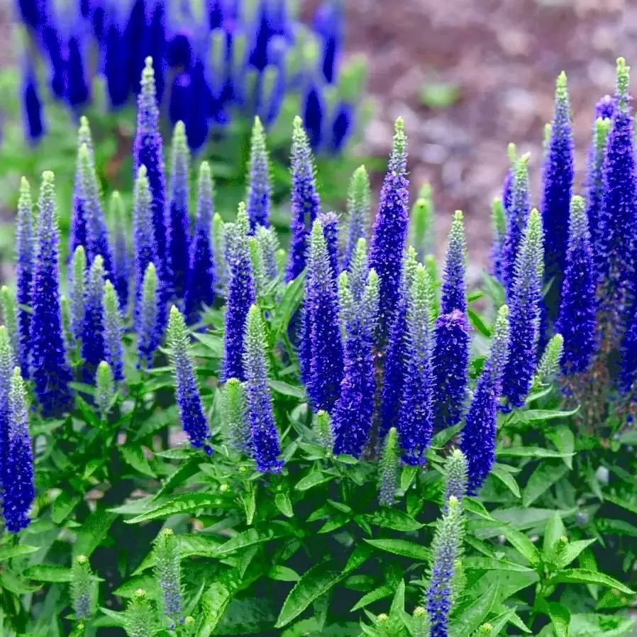Veronica 'Ulster Dwarf Blue' Cowell's Garden Centre Woolsington