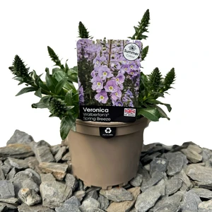 Image Credit: Farplants Ltd.