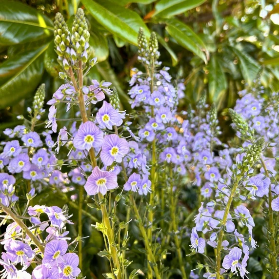 Image Credit: Farplants Ltd.