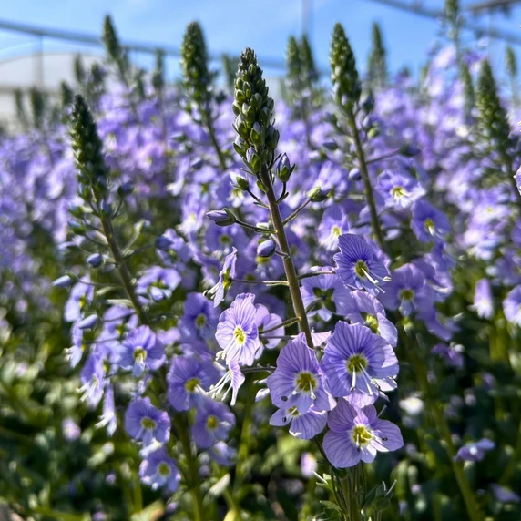 Image Credit: Farplants Ltd.