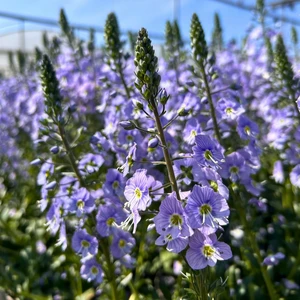 Image Credit: Farplants Ltd.