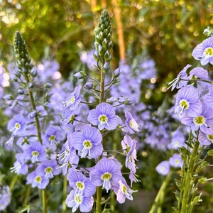 Image Credit: Farplants Ltd.