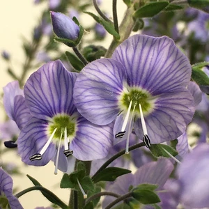 Image Credit: Farplants Ltd.