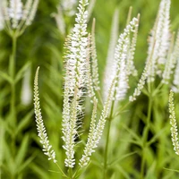 Veronicastrum