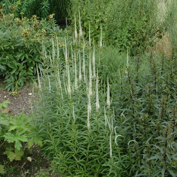 Veronicastrum virginicum 'Album' - image 2