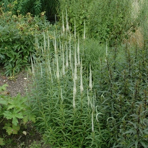 Veronicastrum virginicum 'Album' - image 2