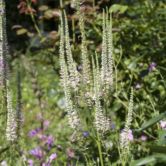 Veronicastrum virginicum 'Album' - image 1