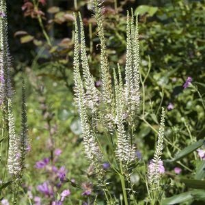 Veronicastrum 'Album'