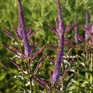 Veronicastrum virginicum 'Red Arrows' 1L