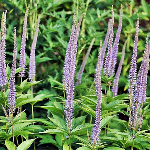 Veronicastrum sibiricum