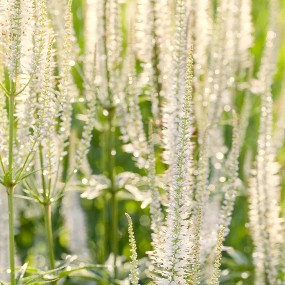 Veronicastrum virginicum 'Spring Dew'