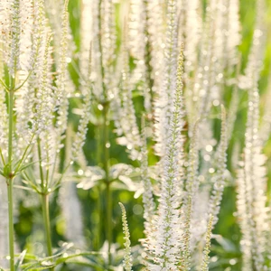 Veronicastrum 'Spring Dew'