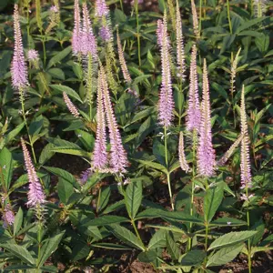 Veronicastrum virginicum 1L