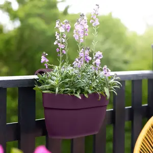 elho Vibia Campana Maple Purple Hanging Planter - Medium