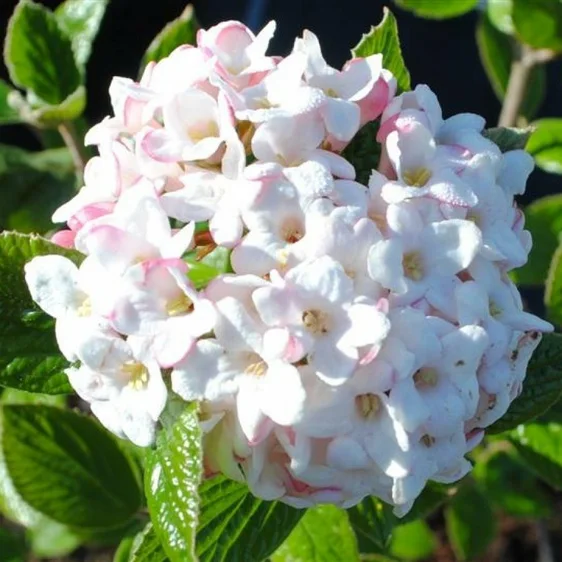 Viburnum x burkwoodii 'Anne Russell' 4.6L - image 1