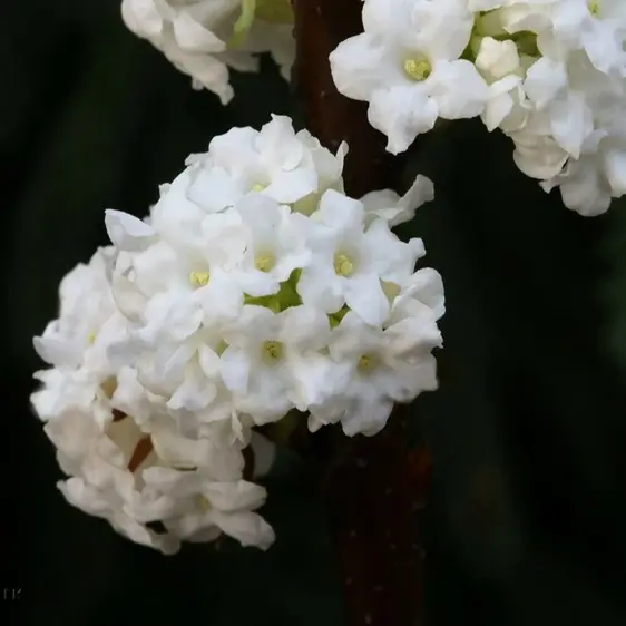 Viburnum farreri 'Candidissimum' 4L - image 2