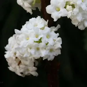 Viburnum farreri 'Candidissimum' 4L - image 2