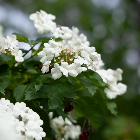 Viburnum opulus 'Compactum' 3L - image 1
