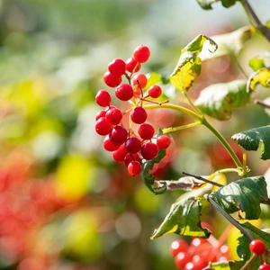 Viburnum opulus 'Compactum' 3L - image 4