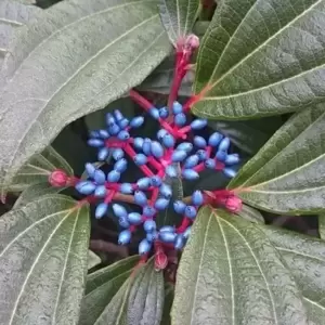 Viburnum davidii 12L