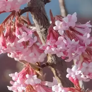 Viburnum x bodnantense 'Dawn' 3L