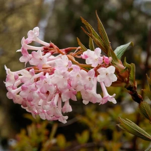 Viburnum farreri 'December Dwarf' 4L