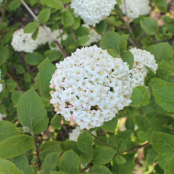 Viburnum 'Eskimo' 10L (Standard) - image 3