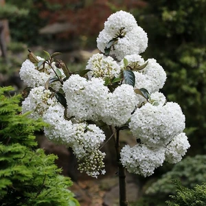 Viburnum 'Eskimo' 10L (Standard) - image 4