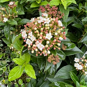 Viburnum tinus 'Eve Price' 5L - image 1