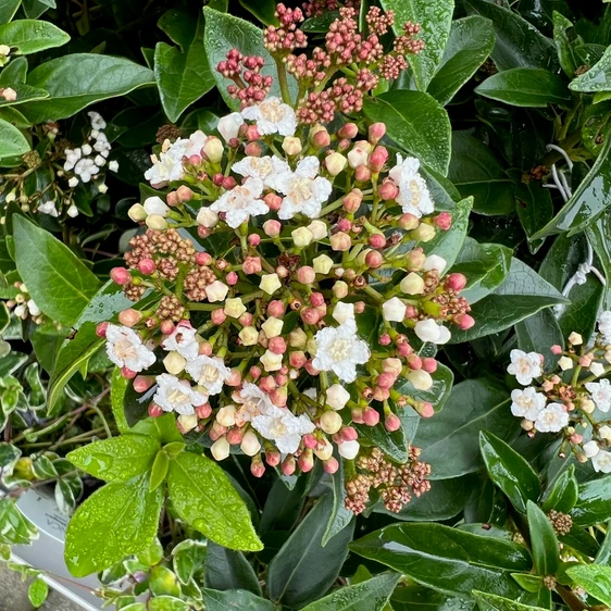 Viburnum tinus 'Eve Price' 5L - image 2