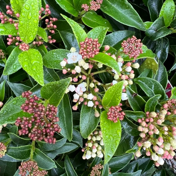 Viburnum tinus 'Eve Price' 5L - image 3