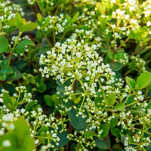 Viburnum 'Fairy Stars' 3L - image 1