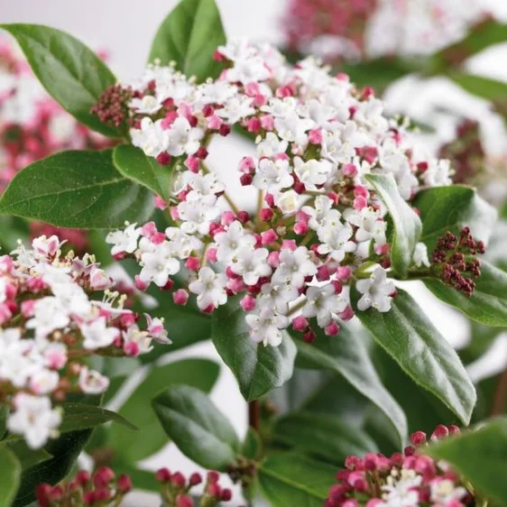 Viburnum tinus 'Gwenllian'