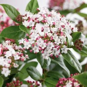 Viburnum tinus 'Gwenllian' 2L